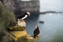 Two Puffins On Cliff In Icleand
