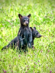 Black bear cubs