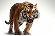 Aggressive, Baring Fangs, Tiger Isolated On A White Background