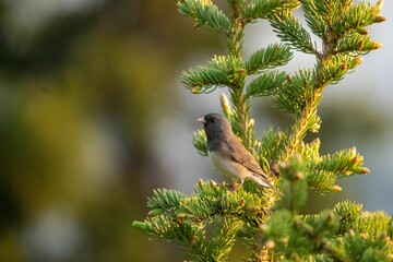 Poster - Small bird sits perched on a tree branch