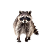 Fototapeta Zwierzęta - A curious raccoon staring directly at the camera on a dark and mysterious background. Isolated background. Transparent PNG. Generative AI