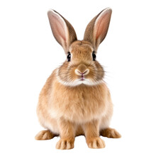 A Cute Brown Rabbit Sitting On A White Floor. Isolated Background. Transparent PNG. Generative AI
