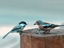 Chaffinch And Grey-headed Chickadee Are Sitting On A Stump And Eating Sunflower Seeds
