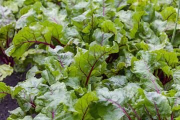 Wall Mural - Row of green young beet leaves growth in organic farm. Organic green red young beetroot leaves after the rain growing on garden bed.