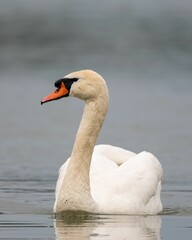 Sticker - Closeup of a white swan swimming in a lake