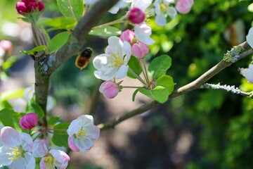 Poster - Closeup of an apple tree with blossoms on the branches