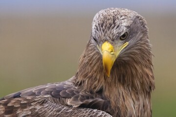 Poster - Closeup of a majestic white-tailed eagle