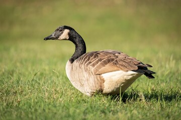 Poster - a goose walking in the grass of an open field,