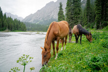 Wild Horses Enjoying The Cool Waters In The Mountains Of Kyrgyzstan, Central Asia