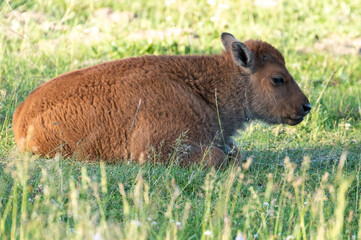 Canvas Print - Baby Bison Sits in Hayden Valley