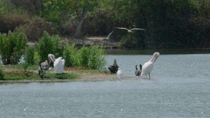 Wall Mural - wetlands pelican on lake 1080 60fps slo-mo