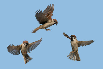 Wall Mural - flight phases of three sparrow birds with flapping wings and feathers on a blue sky background