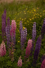 Sticker - Vertical shot of an array of vibrant wild lupin flowers in a variety of colors