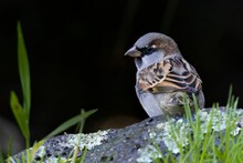 Closeup Of A House Sparrow Perched On A Rock Ina. Field