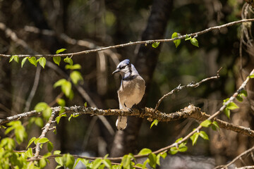 Wall Mural - blue jay