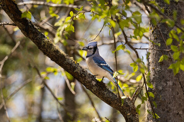 Wall Mural - blue jay on a branch