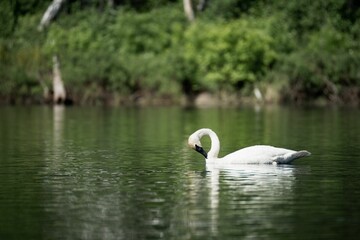 Poster - Swan swimming in a river with lush reeds growing from the surface of the water