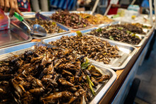 Fried insects meal worms for snack. Fried grasshoppers is food insect. Thai snacks on street foods