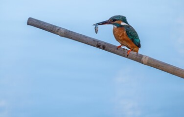 Sticker - Stunning image of an Eisvogel perched atop a branch in the Italian Alps during the wintertime