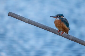 Sticker - Stunning image of an Eisvogel perched atop a branch in the Italian Alps during the wintertime