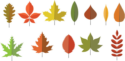 Wall Mural - Colorful autumn leaves, isolated on white background. Simple cartoon flat style, vector illustration.