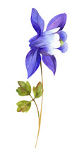 Watercolor Wild Flowers. Wild Aquilegia Flower With Purple Color Bud With Leaves On White Background