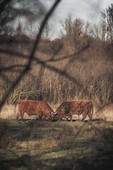 Poster - two brown cows are grazing on grass by some trees in a field