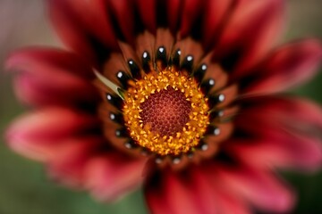 Sticker - Vibrant and beautiful flower with yellow and red petals