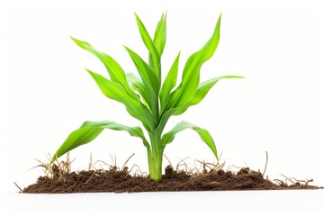 Wall Mural - sprouts isolated on a white background.