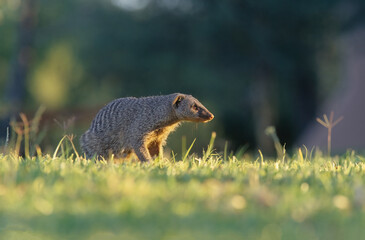 Poster - Banded mongoose