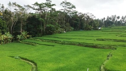 Wall Mural - Raising drone ffotage over green lawn fields with forest trees and bright sky