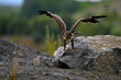 Steppe eagle // Steppenadler (Aquila nipalensis)