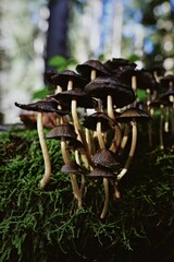 Sticker - Closeup of small mushrooms growing in grassland