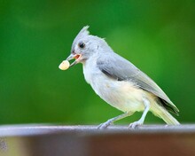 Small Young Tufted Titmouse Bird With A Peanut In The Beak Perched Atop A Metal Pole
