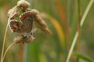 Wall Mural - Closeup on a small, fresh emerged Brown Argus butterrfly, Aricia agestis sitting in a grassland