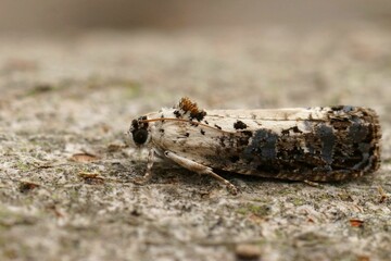 Sticker - Closeup on the small White-backed Marble tortricid micro moth , Hedya salicella, sitting on wood