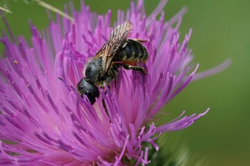 Poster - Closeup on a female Orange vented mason bee, Osmia leaiana, collecting pollen from a spear thistle