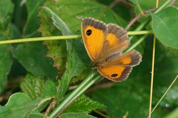 Wall Mural - Closeup on a fresh emerged oran,ge Gatekeeper butterfly, sitting with opens in the vegetation