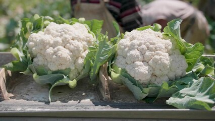 Sticker - Farmer placing a cauliflower next to another