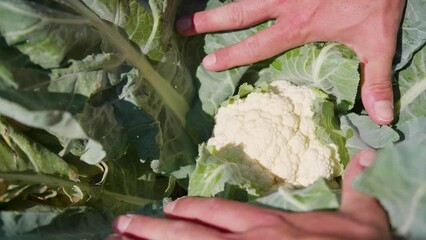 Sticker - Close-up view of hands showing a cauliflower growing on a farm