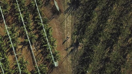 Sticker - Drone view of plant rows growing on a rural field