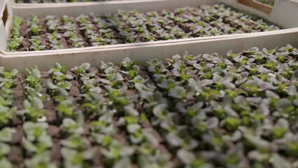 Sticker - Close-up view of seedlings growing in a soil