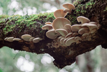 Oyster Mushrooms Growing On A Tree Near Santa Cruz, California.