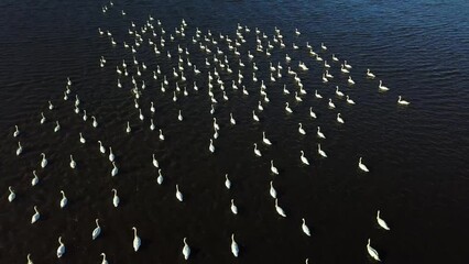 Poster - Drone view of a group of swans swimming in the water