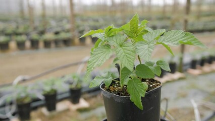 Sticker - Close-up view of a plant in a pot with a background of a greenhouse