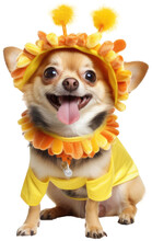 Portrait Of A Chihuahua Dog Wearing A Funny Yellow Costume Isolated On White Background As Transparent PNG