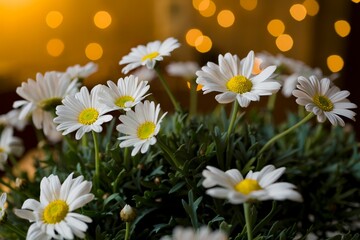 Sticker - White daisy flowers with lush foliage and an orange bokeh glow behind it