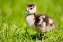 Closeup Of A Little Duck Perched On Green Grass