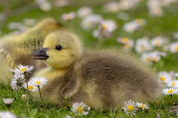 Sticker - a baby duck and its mom stand in the grass surrounded by flowers