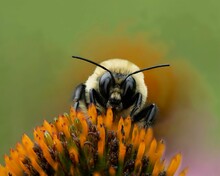 Closeup Of A Bumblebee On A Coneflower In A Field With A Blurry Background